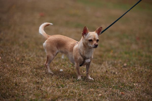 Unlock winning dropshipping strategies with ad spy insights