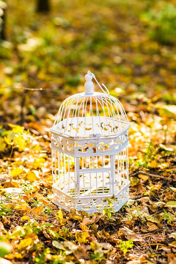 How to Choose the Right Birdcage Setup for Exotic Birds to Thrive?